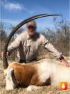 Ranch record 47 1/4” Oryx
